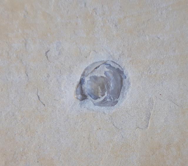 Terebratula sp. MUELLER 1776 - Bild &copy; FossNet FossilienStore